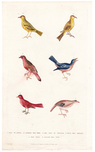1. Rail of Loten  2. Summer Red Bird  3. Red Bird of Surinam  4. Blue Red Breast  5. Red Pole  6. Yellow Red Pole 